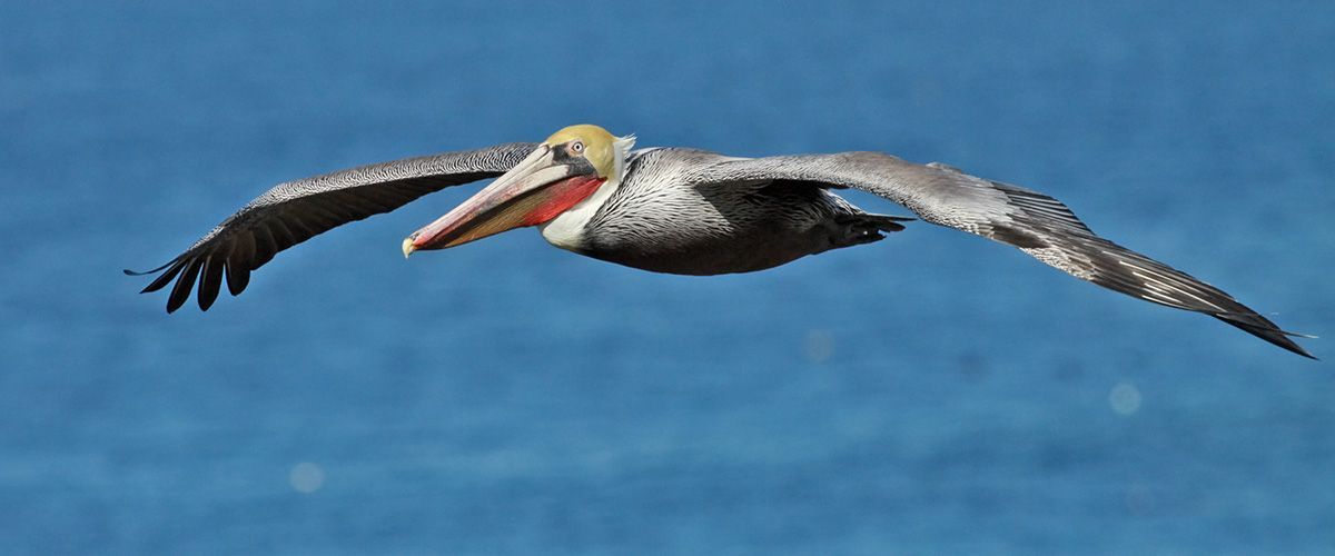 BROWN PELICAN