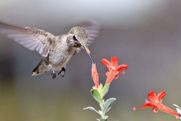 1 HUMMINGBIRD IMG_0676x long