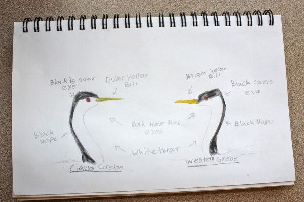 8 Journal Adv One 2017 Grebe Comparison IMG_1286 x